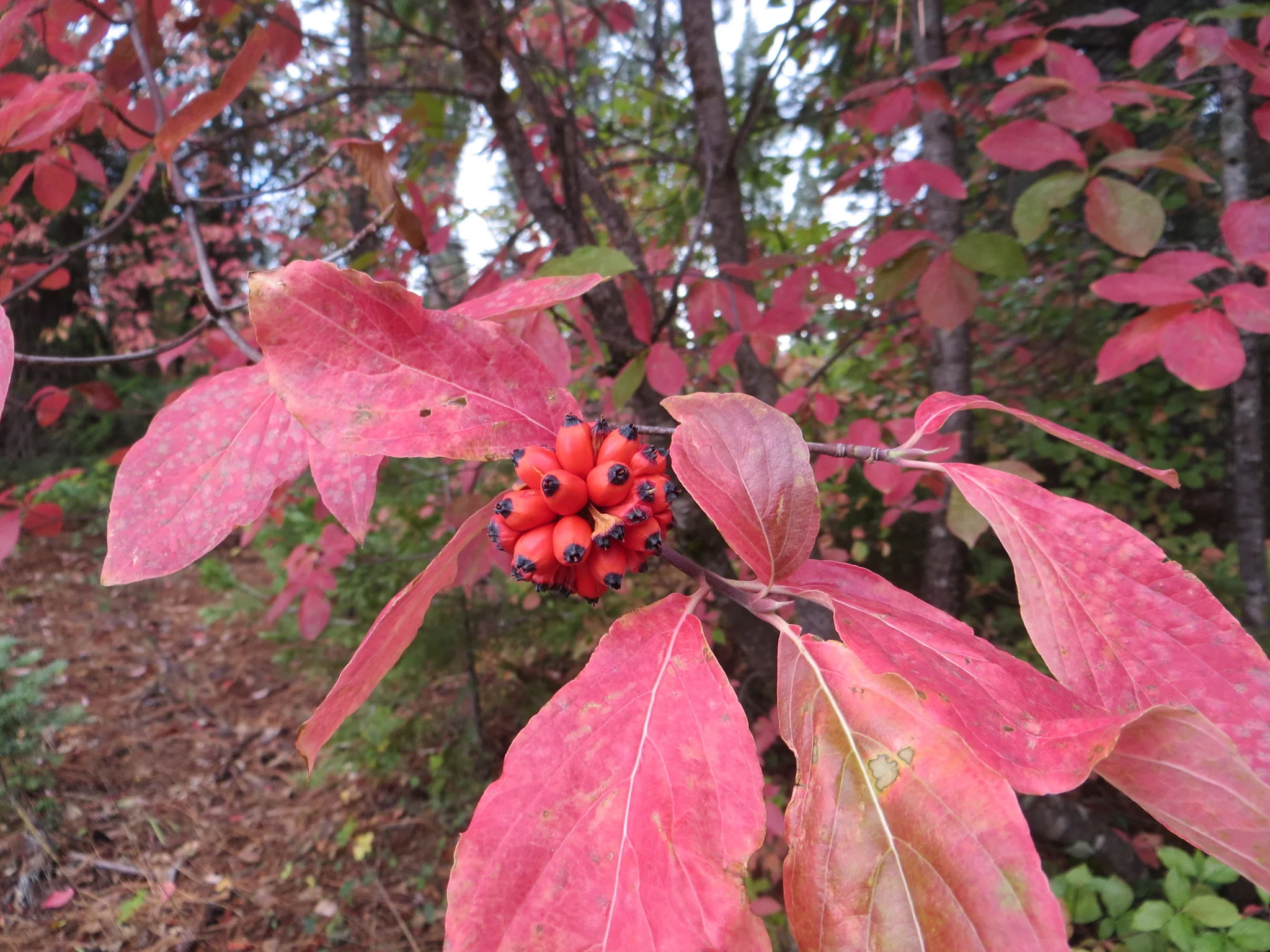 Western Flowering Dogwood - Image 5