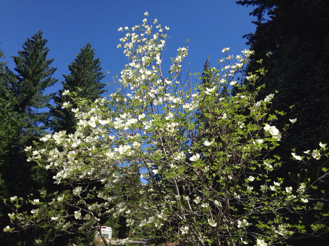 Western Flowering Dogwood - Image 6