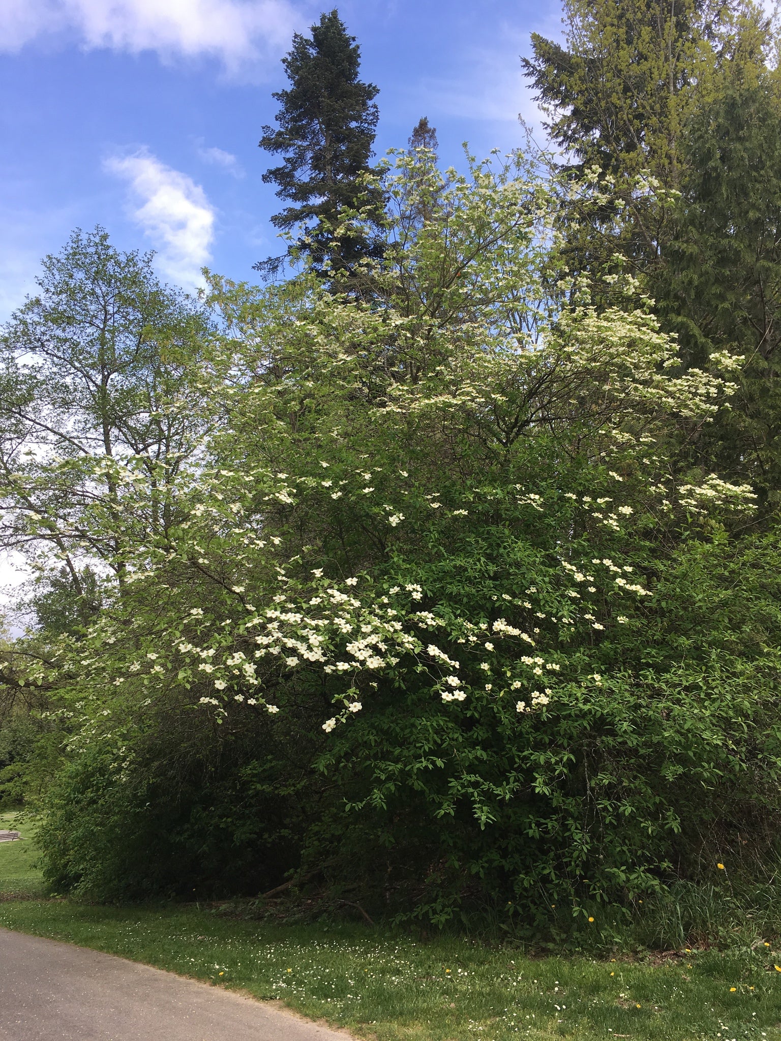 Western Flowering Dogwood - Image 7