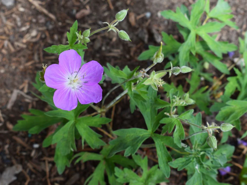 Western Geranium - Image 2