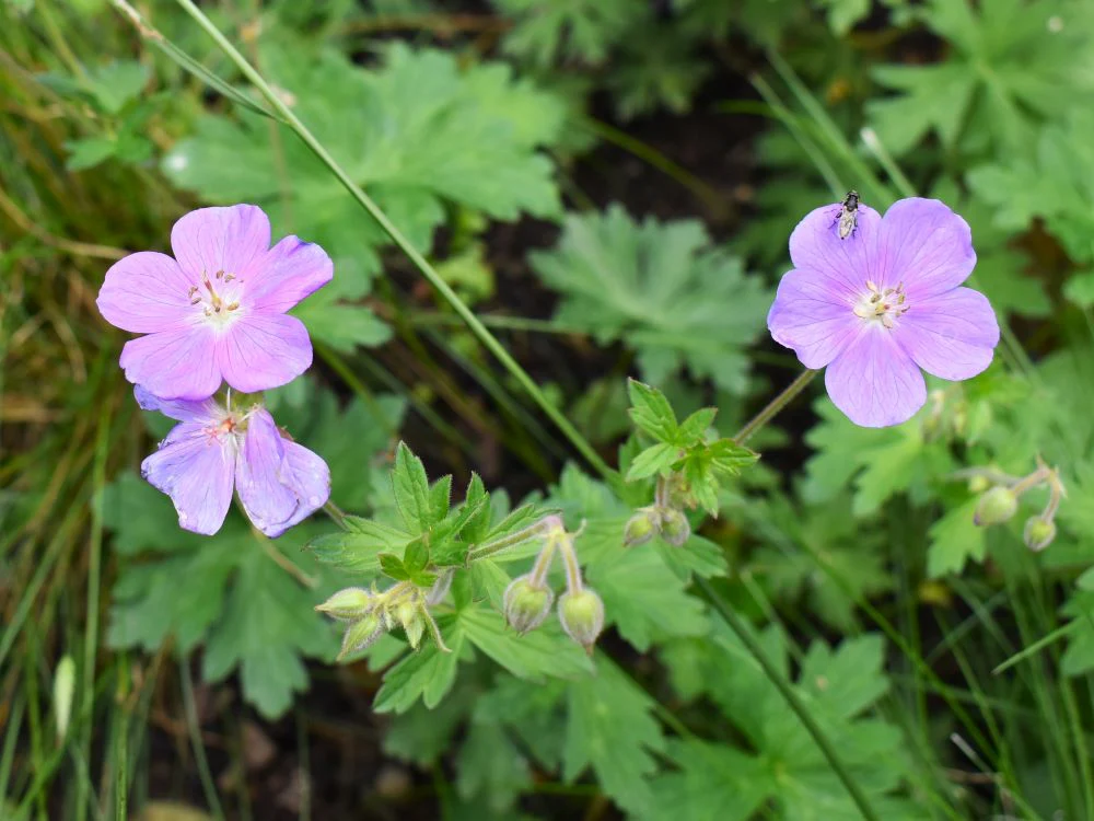 Western Geranium - Image 3