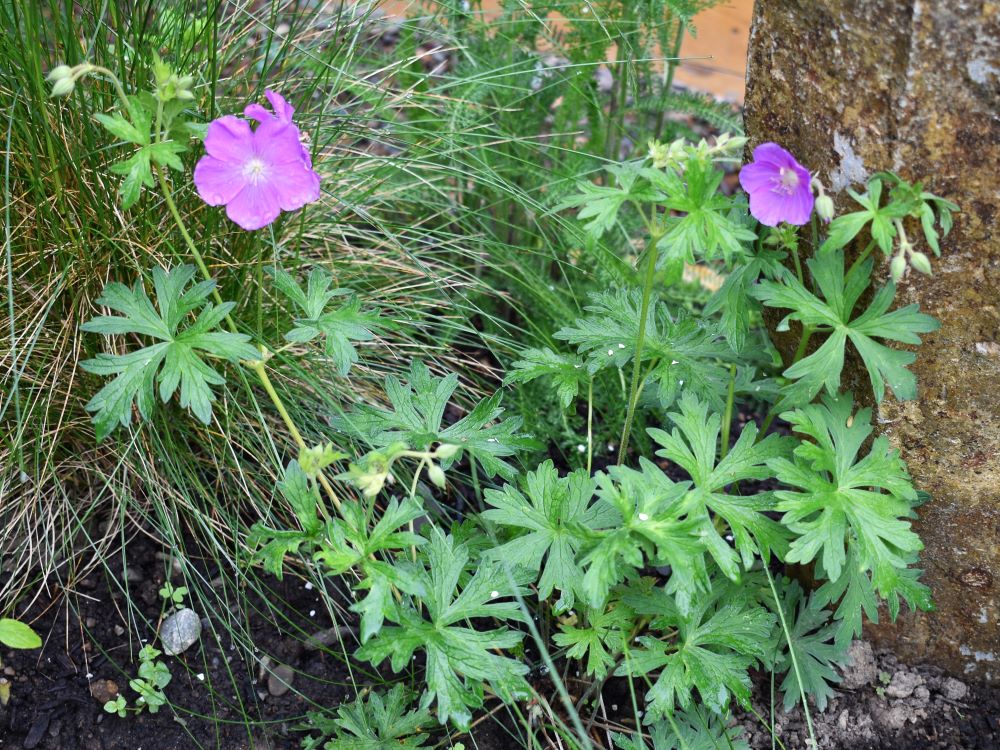 Western Geranium - Image 4