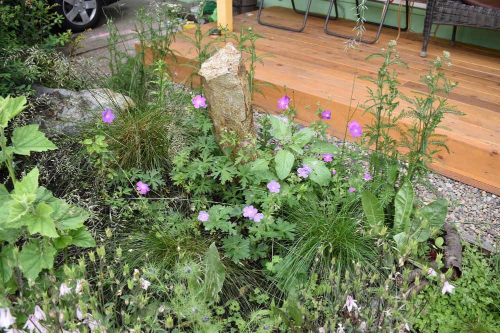 Western Geranium - Image 5