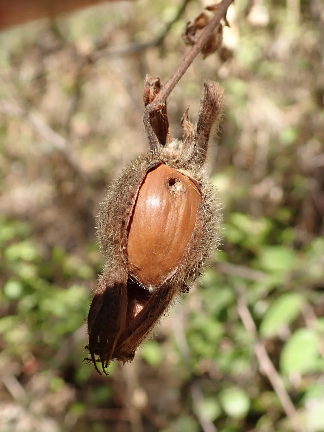 Western Hazelnut - Image 10