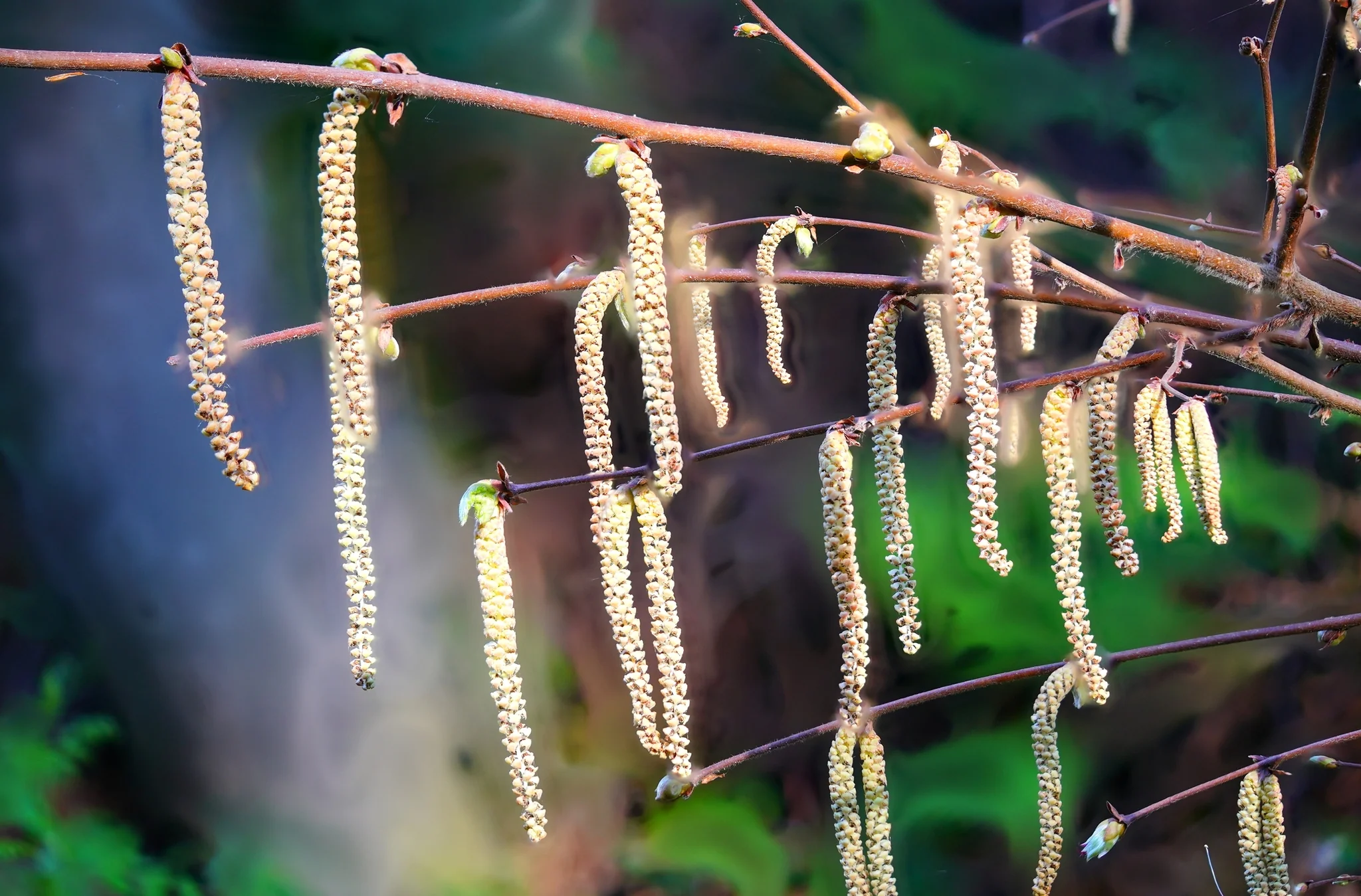 Western Hazelnut - Image 3