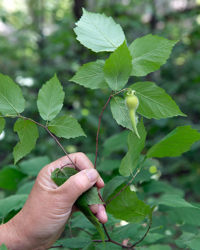Western Hazelnut - Image 4