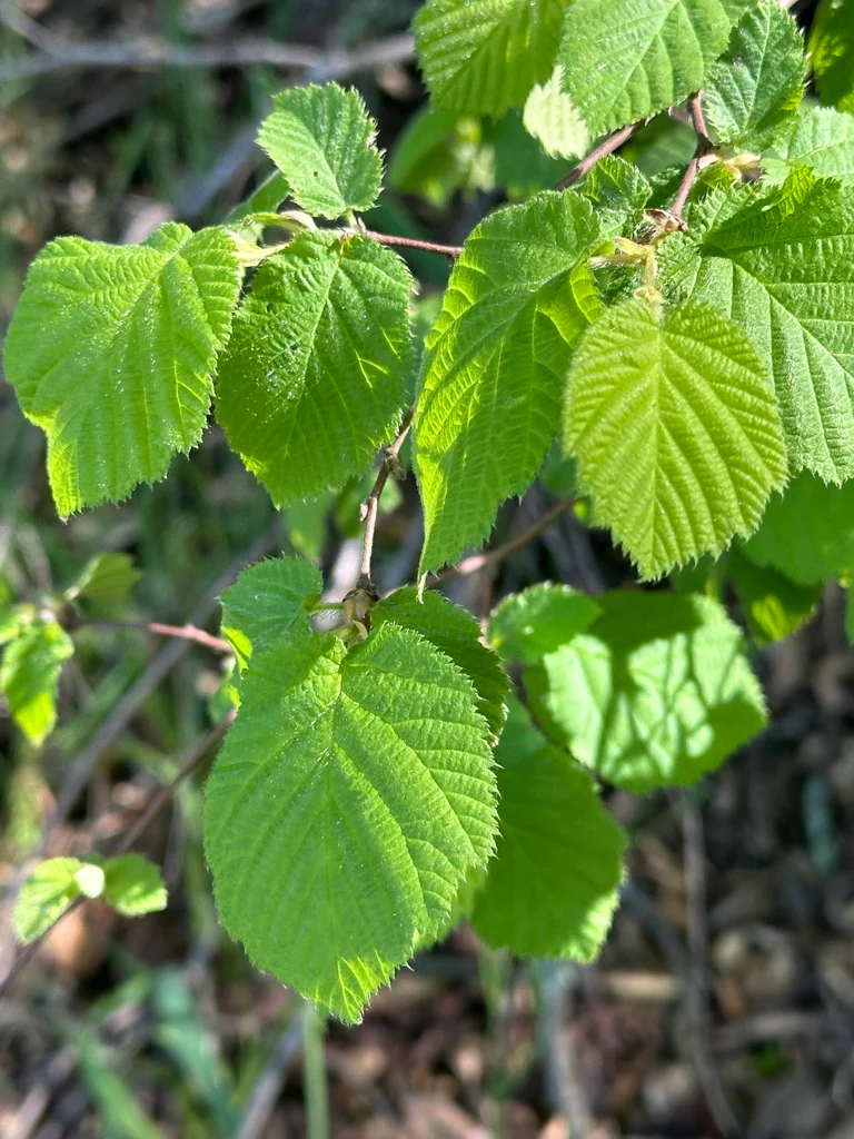 Western Hazelnut - Image 5