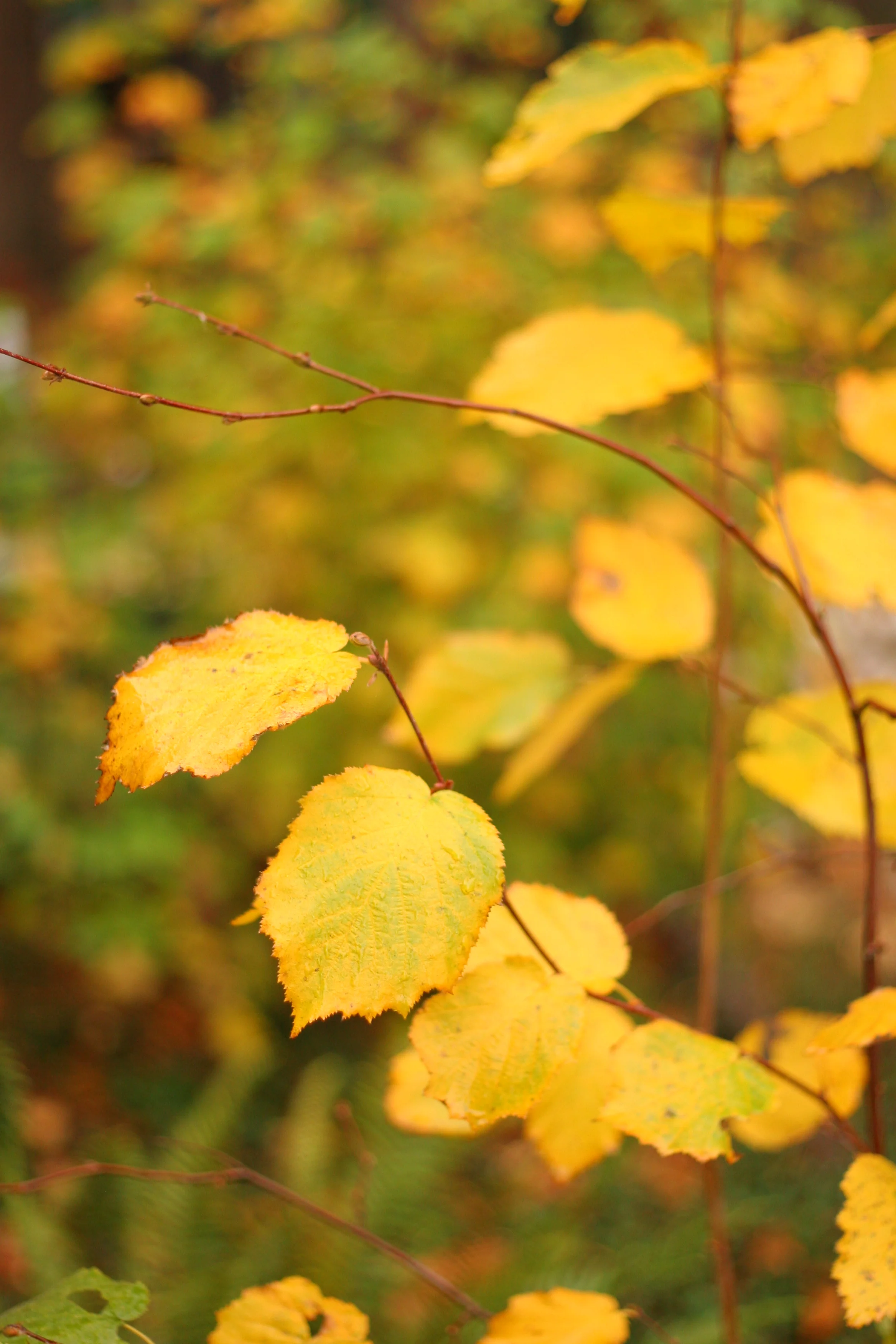 Western Hazelnut - Image 6