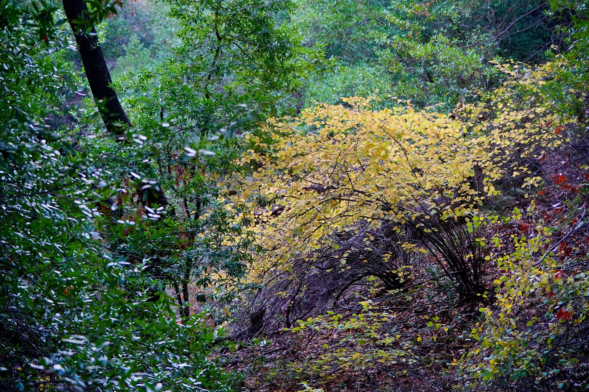 Western Hazelnut - Image 7