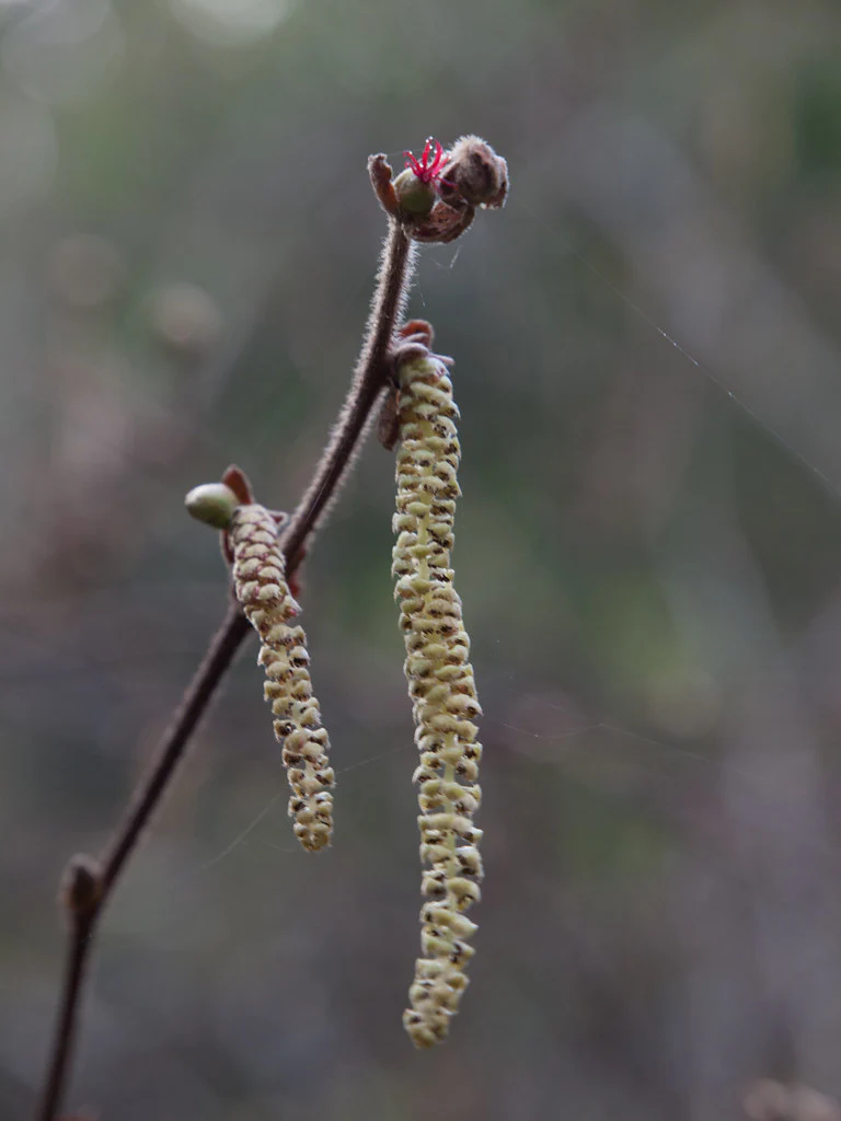 Western Hazelnut - Image 8
