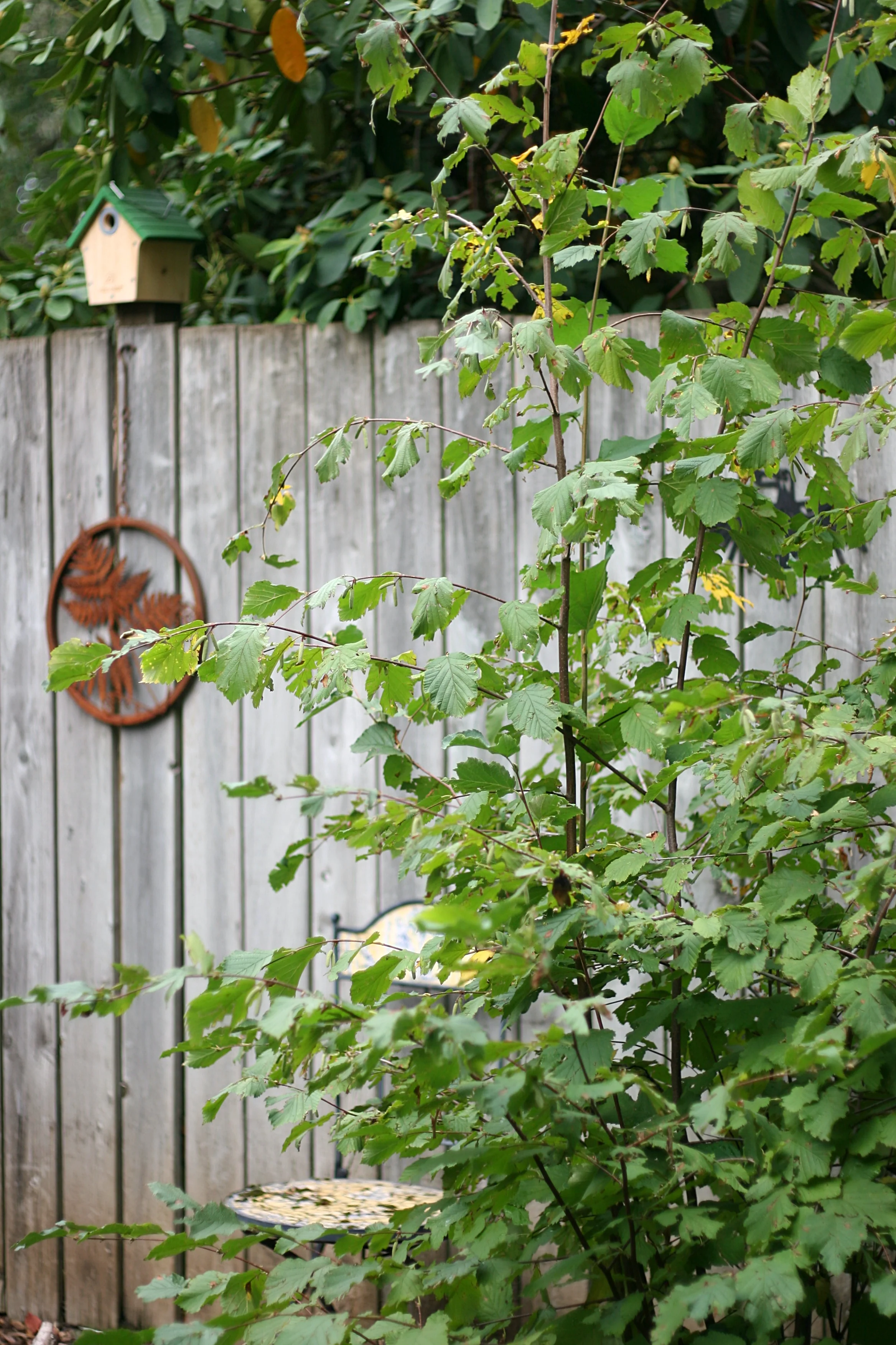 Western Hazelnut - Image 9
