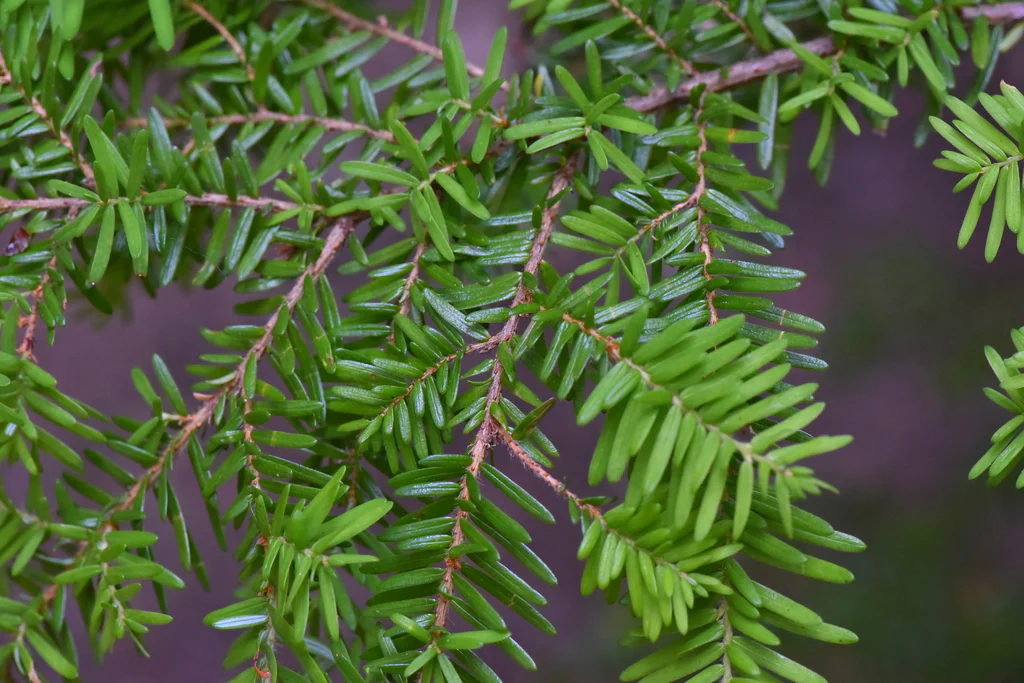 Western Hemlock - Image 2