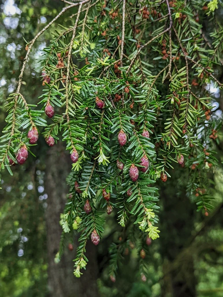 Western Hemlock - Image 3