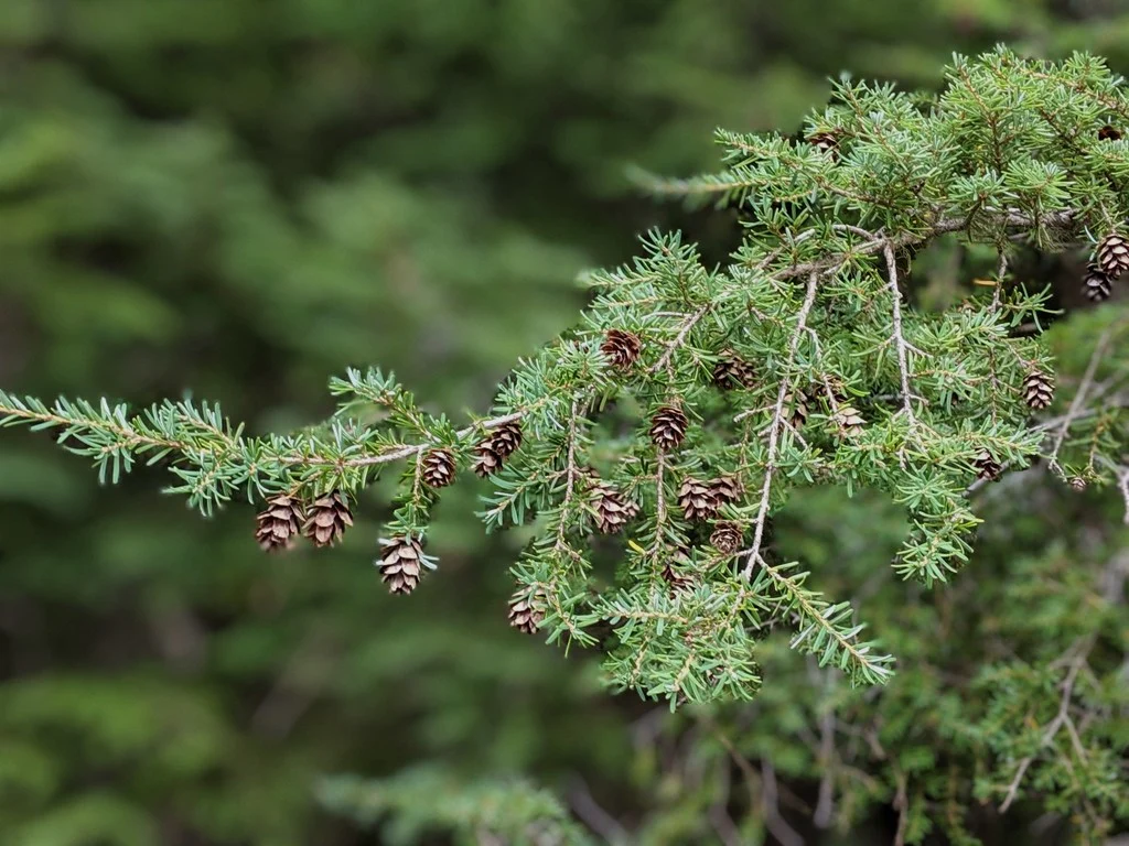 Western Hemlock - Image 4