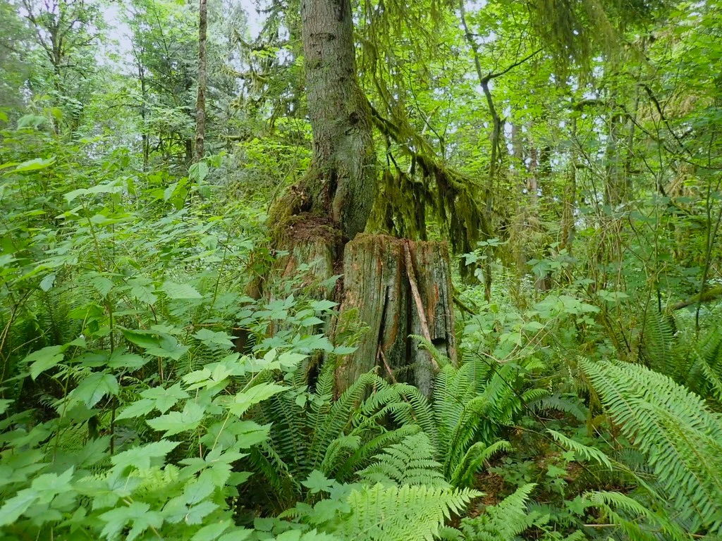 Western Hemlock - Image 5