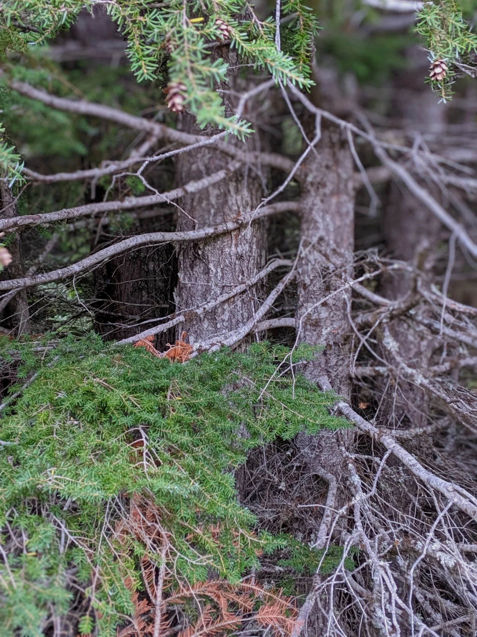 Western Hemlock - Image 6