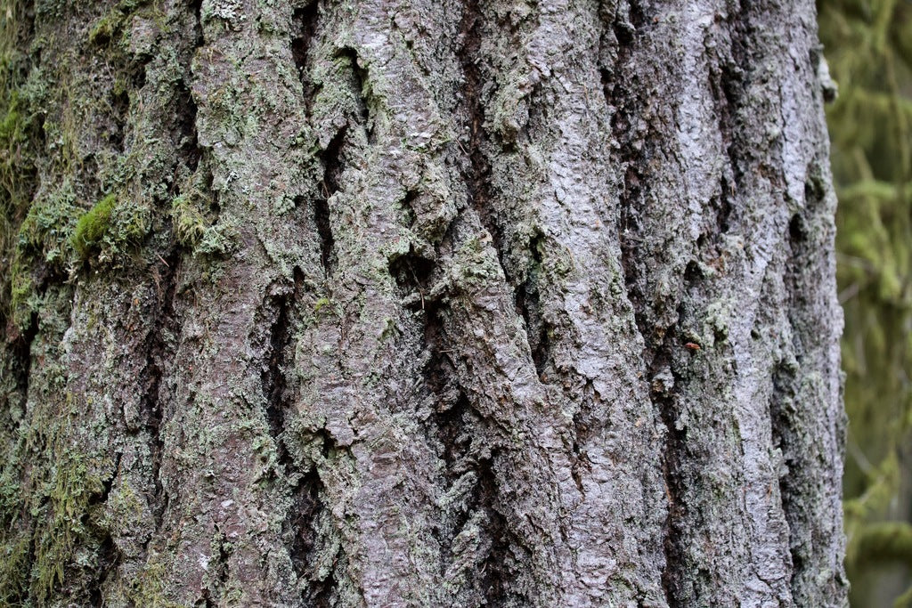 Western Hemlock - Image 7
