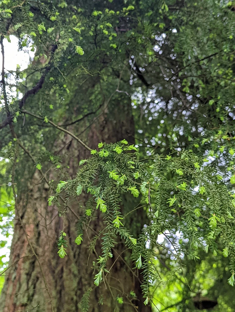 Western Hemlock - Image 8