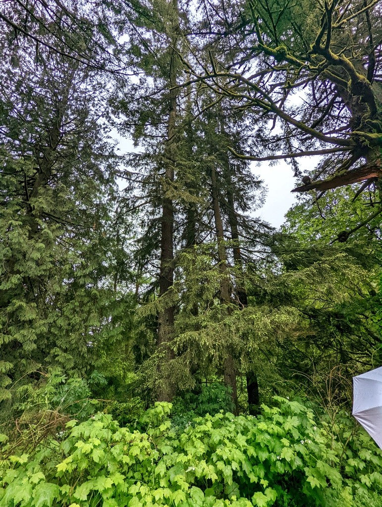 Western Hemlock - Image 9