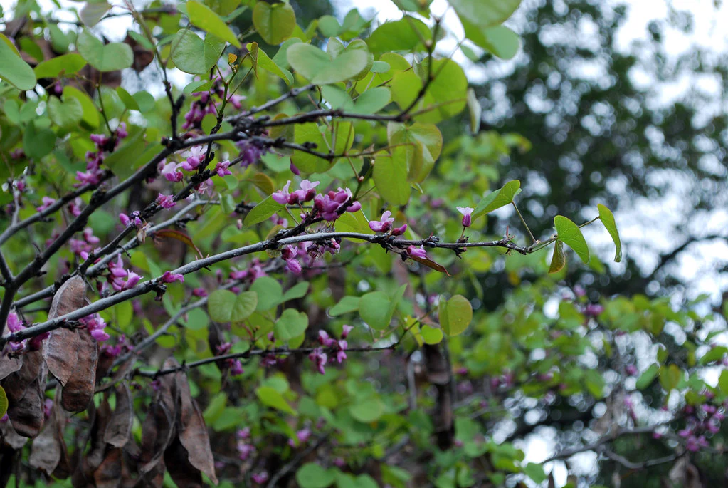 Western Redbud - Image 3