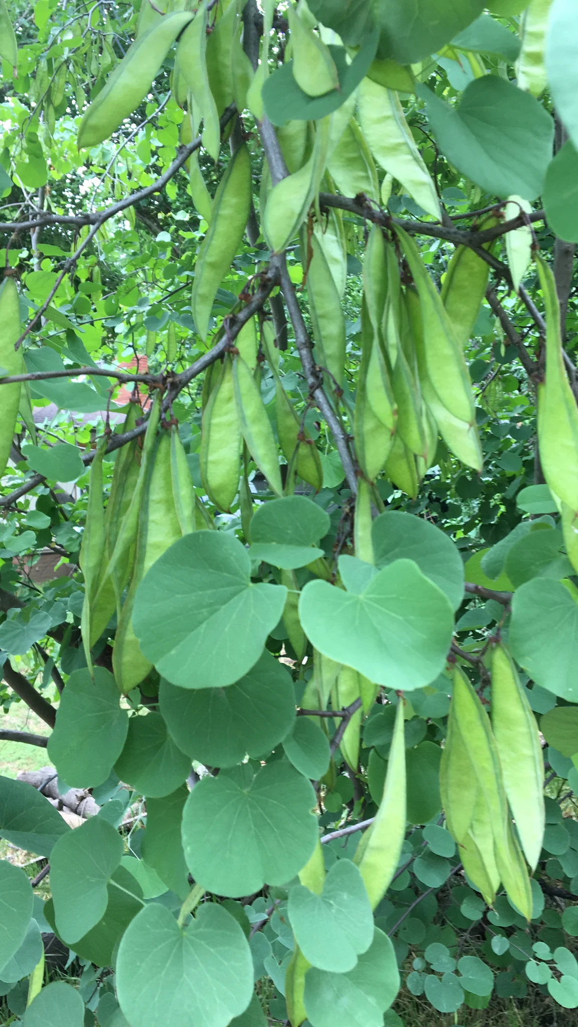 Western Redbud - Image 4