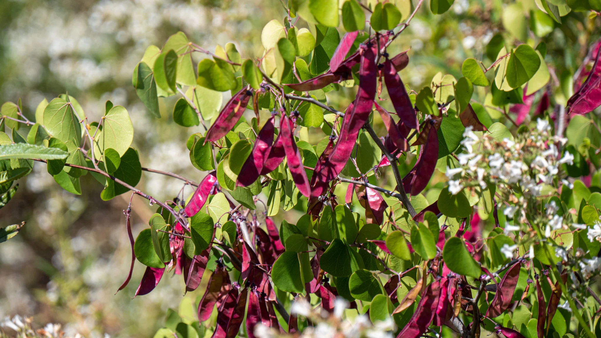 Western Redbud - Image 5