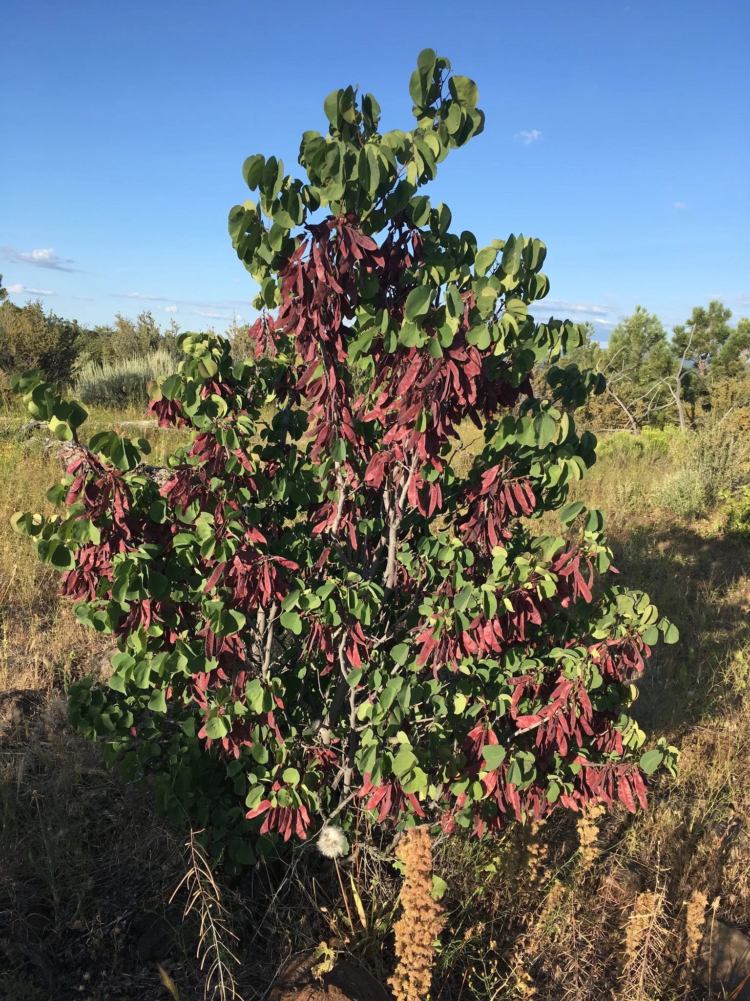 Western Redbud - Image 6