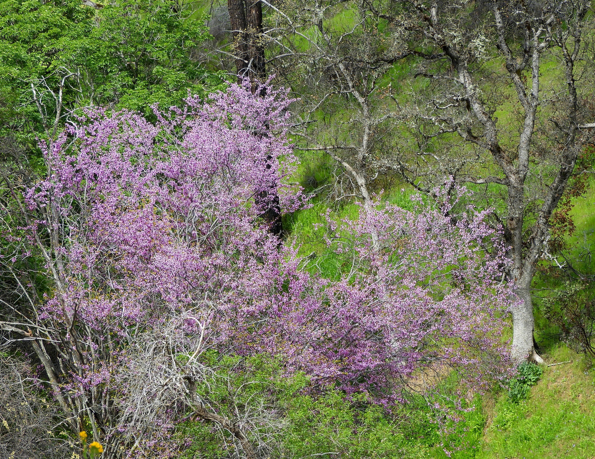Western Redbud - Image 7