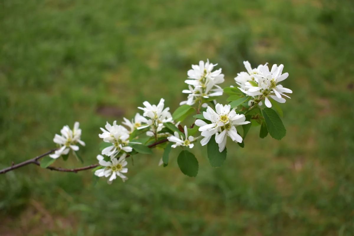 Western Serviceberry - Image 3