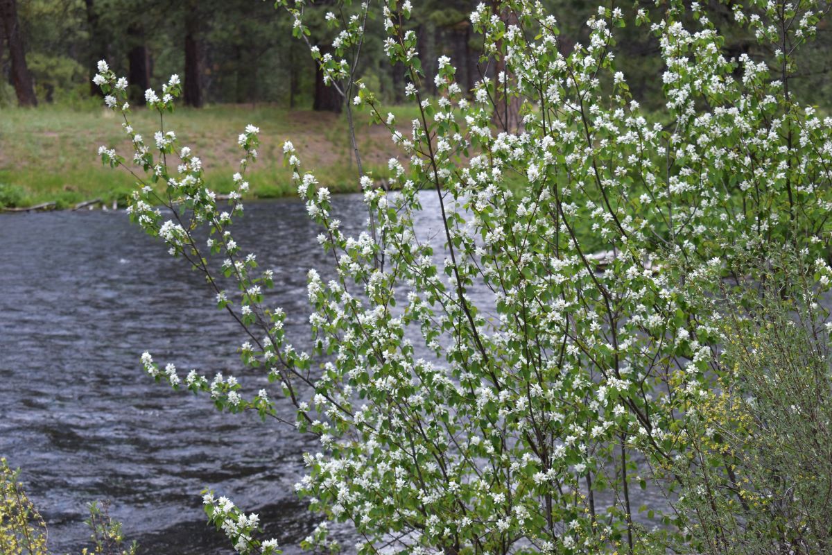Western Serviceberry - Image 4