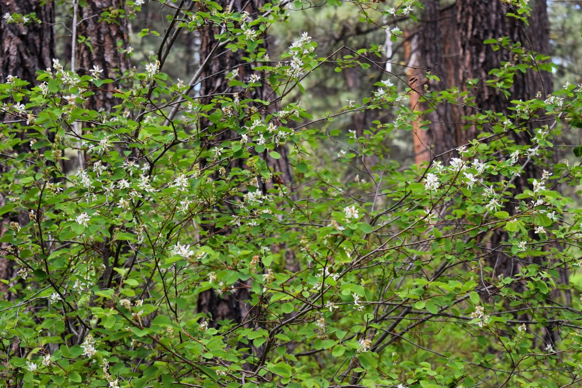 Western Serviceberry - Image 5