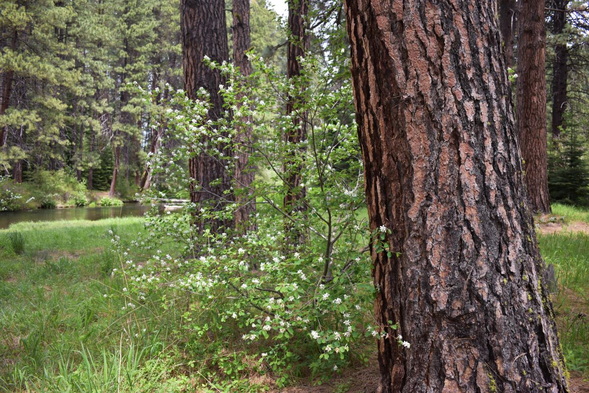 Western Serviceberry - Image 6