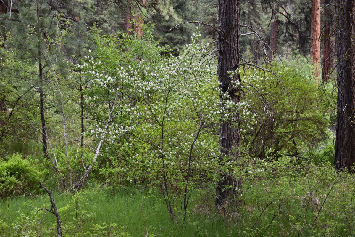 Western Serviceberry - Image 7