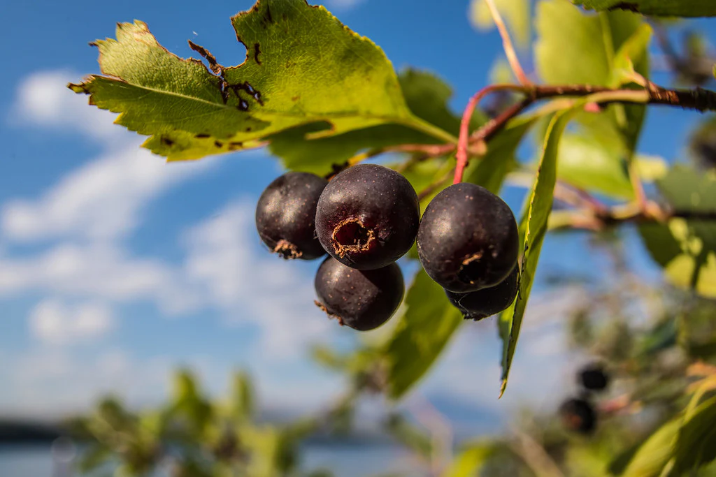 Western Serviceberry - Image 8