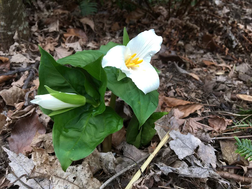 Western Trillium - Image 2