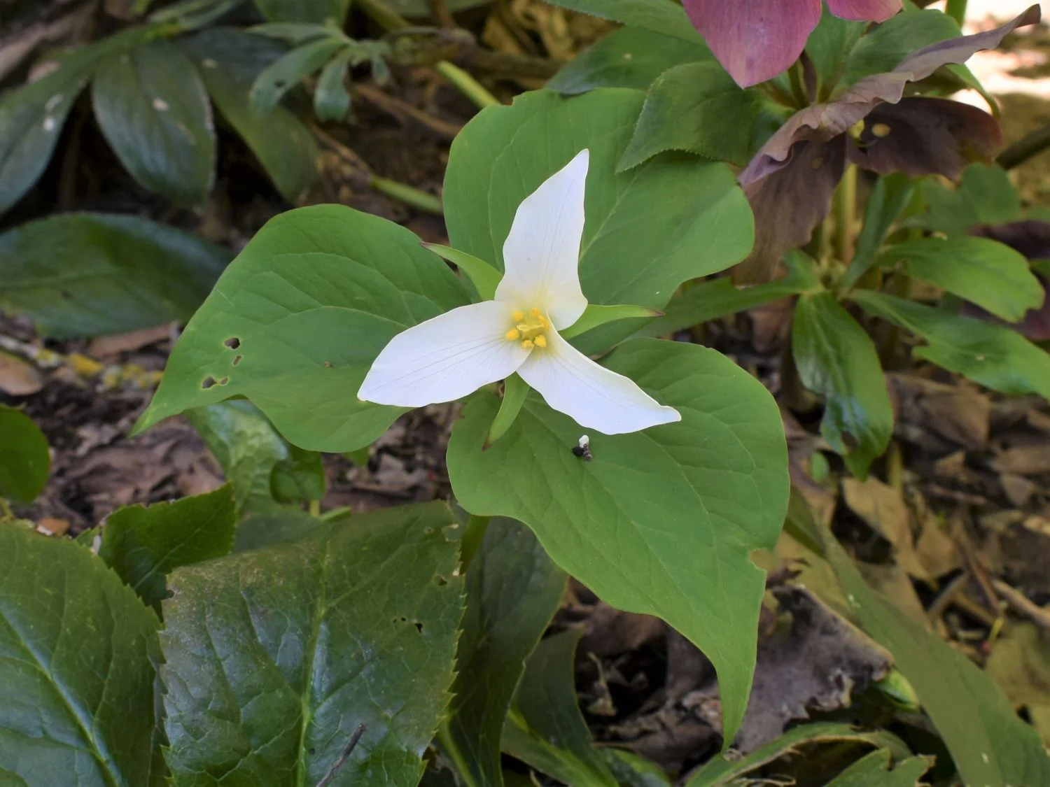 Western Trillium - Image 3