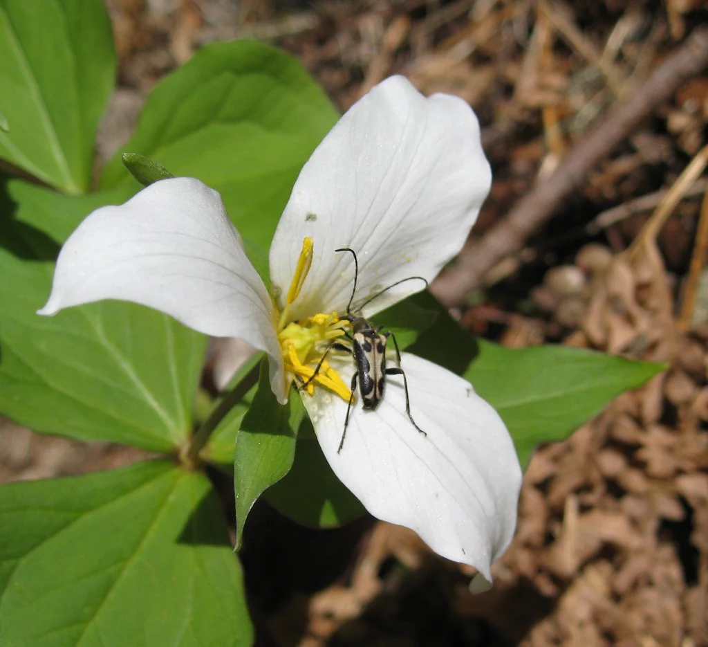 Western Trillium - Image 4