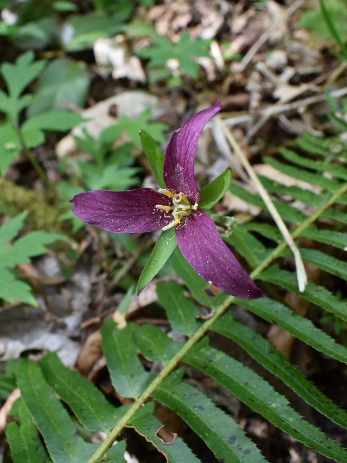 Western Trillium - Image 5