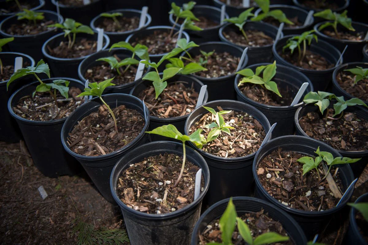Western Trillium - Image 6