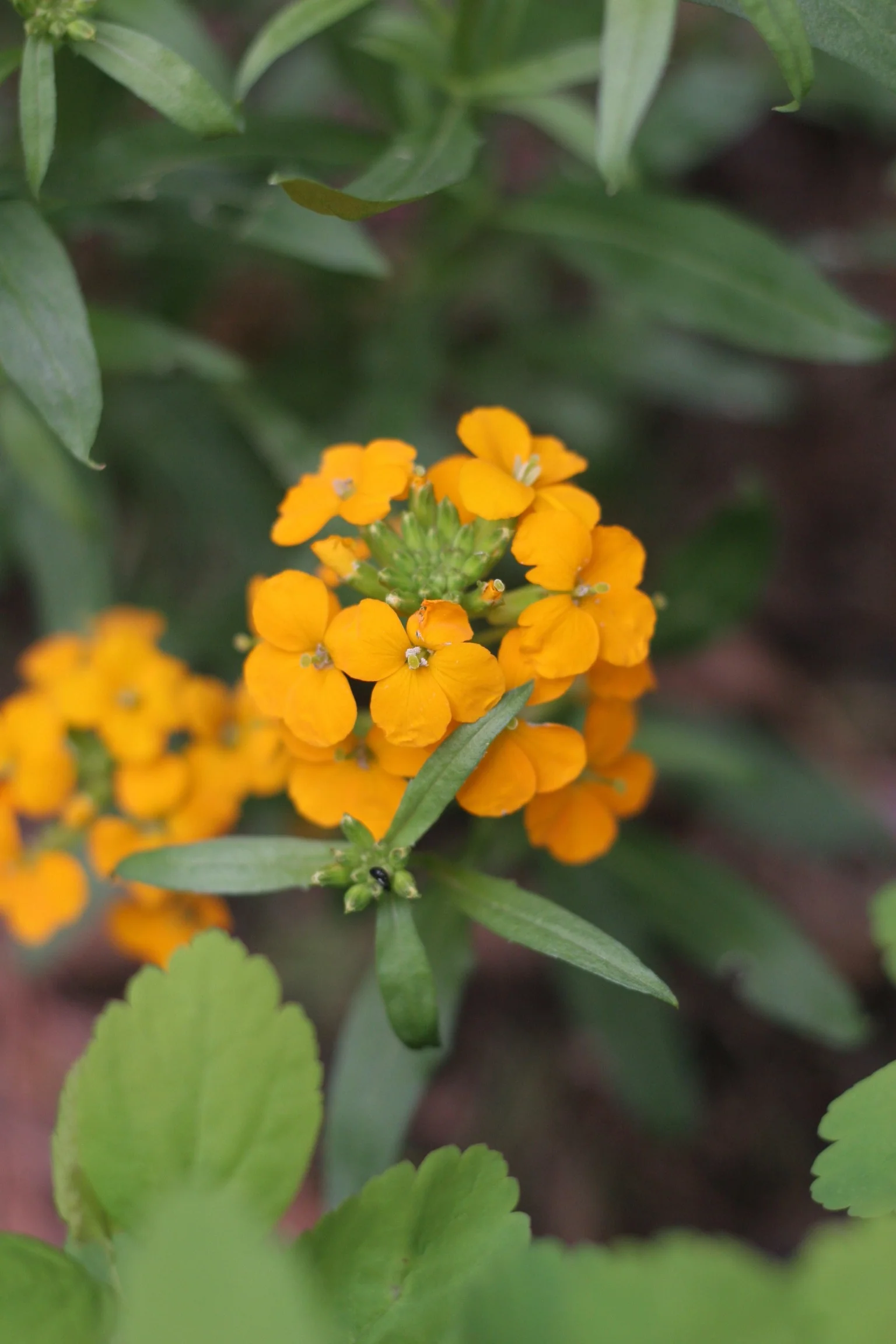 Western Wallflower - Image 2