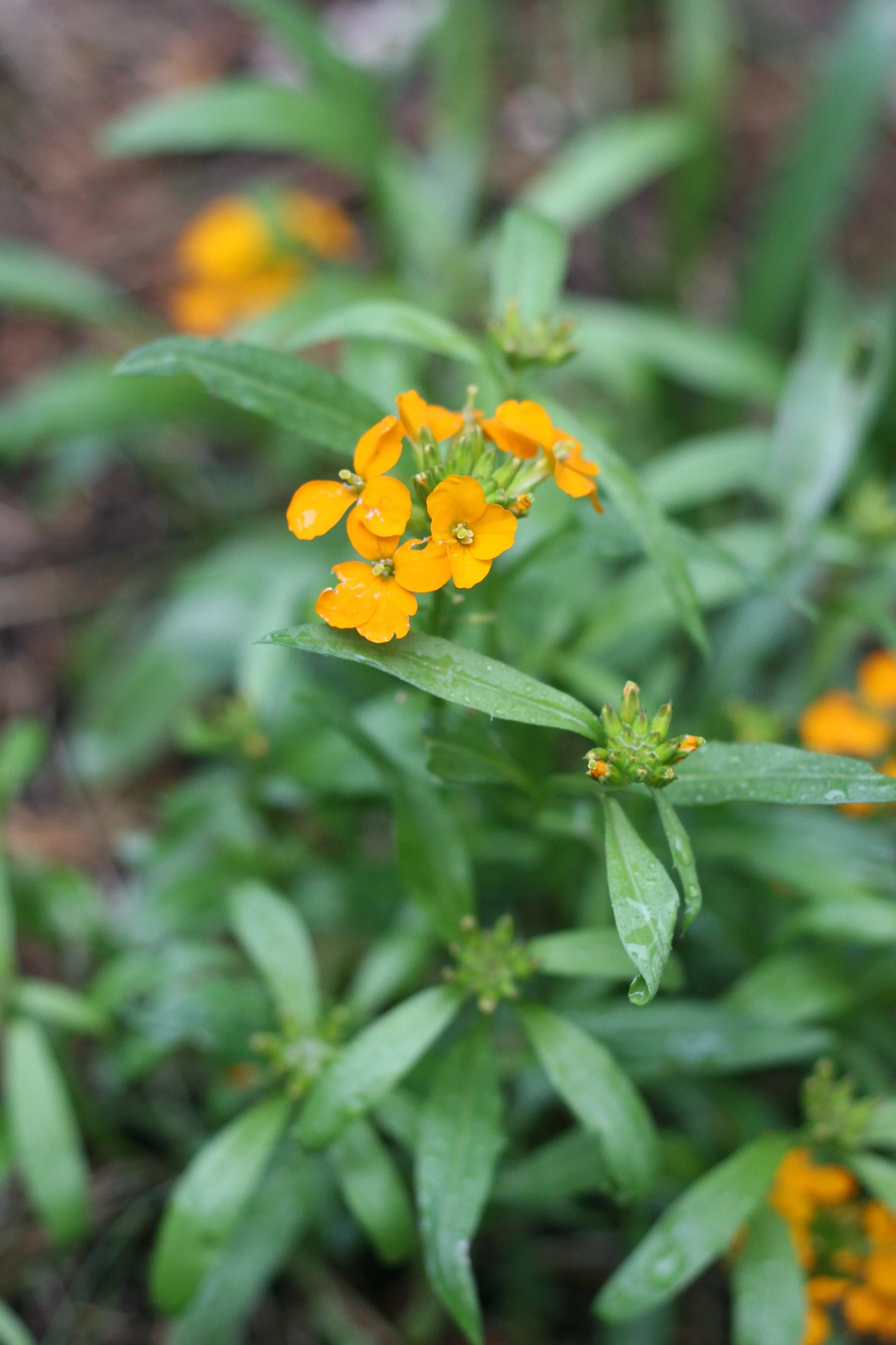 Western Wallflower - Image 3