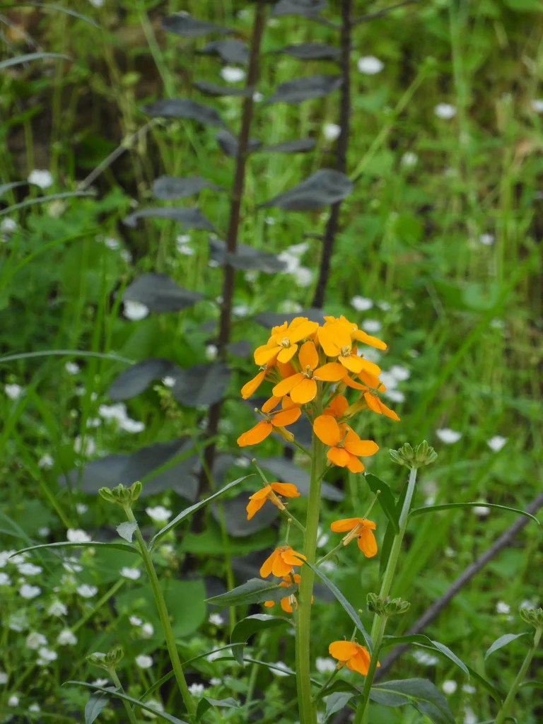 Western Wallflower - Image 4