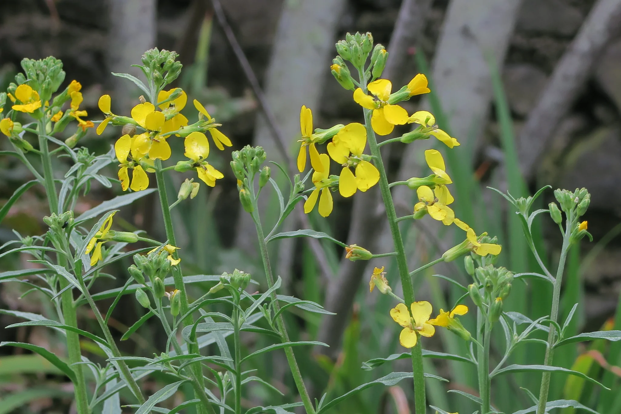 Western Wallflower - Image 5