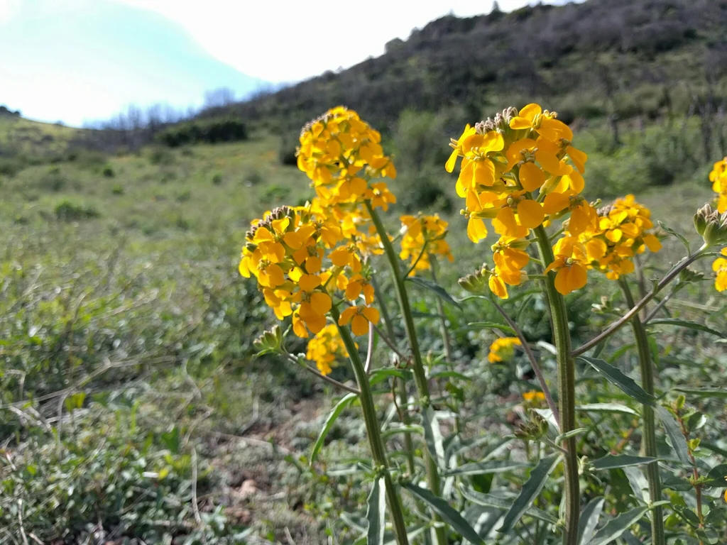 Western Wallflower - Image 6