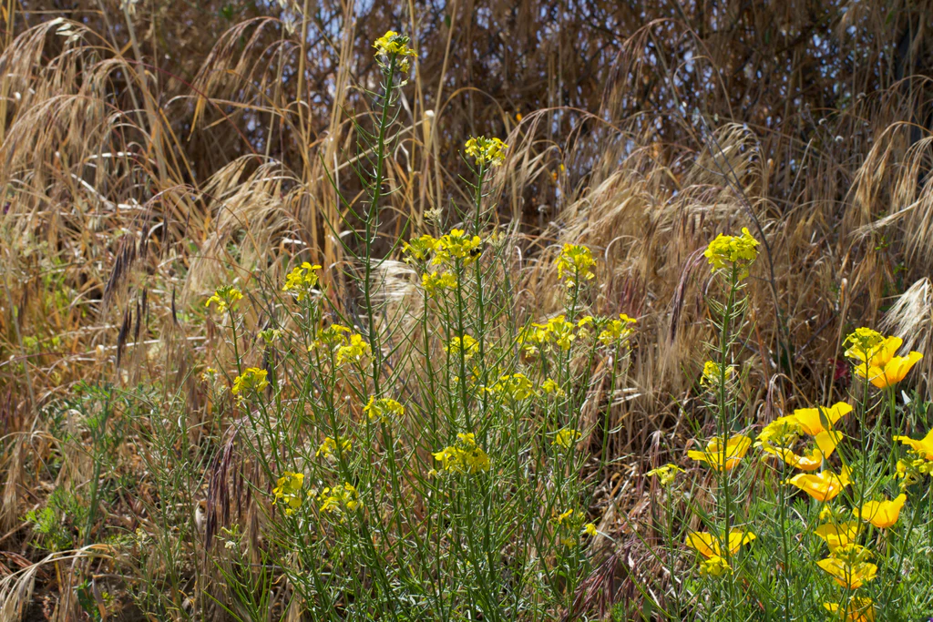 Western Wallflower - Image 7