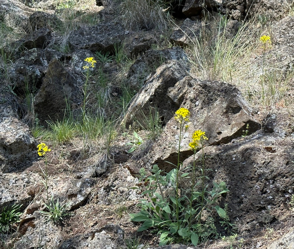 Western Wallflower - Image 8