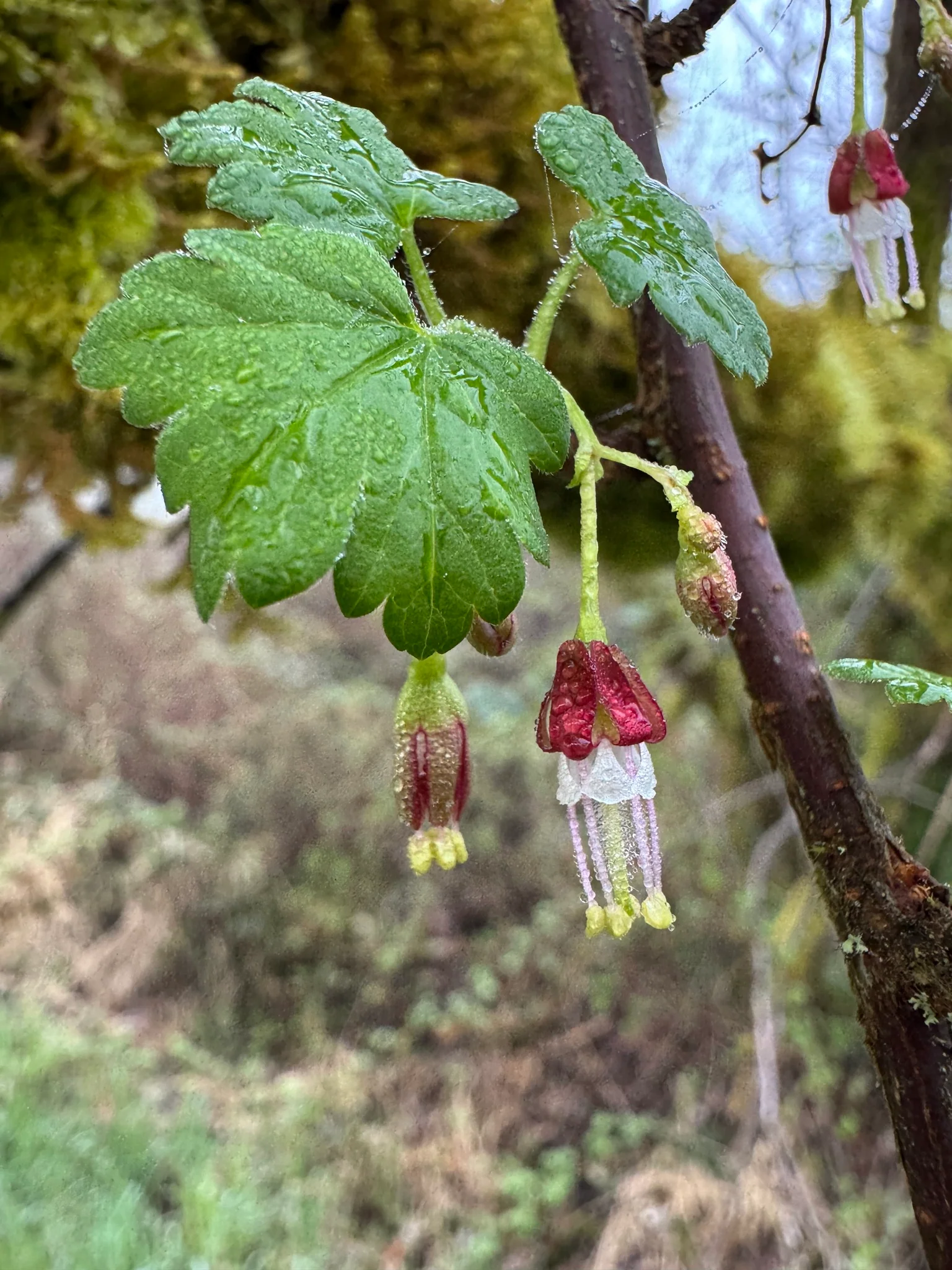 Wild Black Gooseberry - Image 2