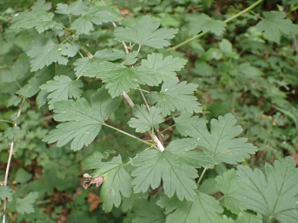Wild Black Gooseberry - Image 3