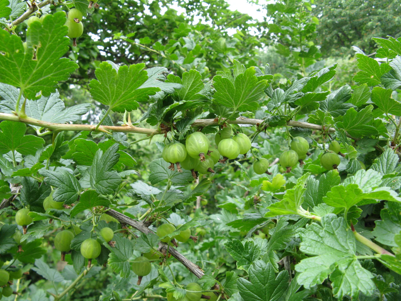 Wild Black Gooseberry - Image 4