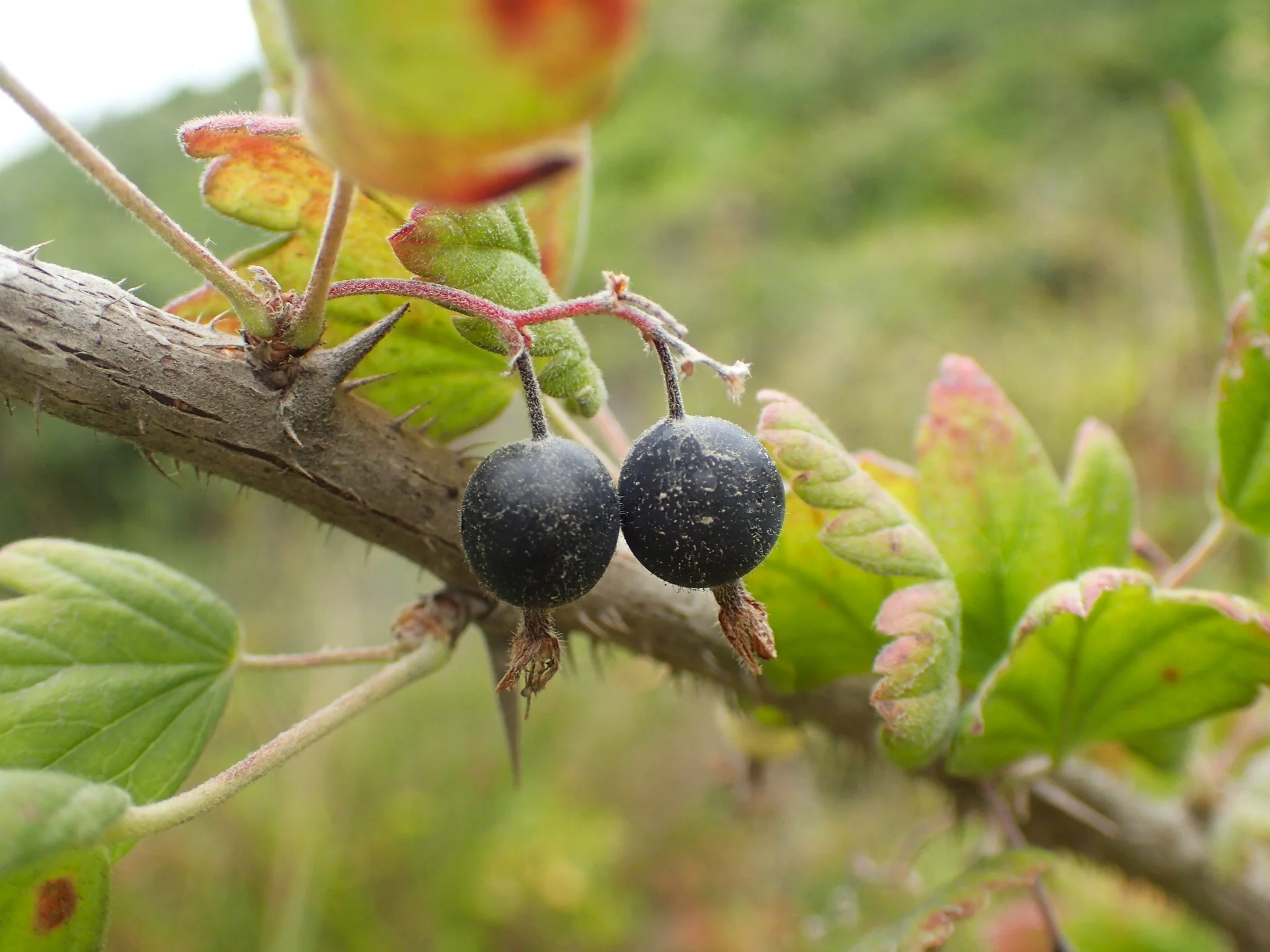 Wild Black Gooseberry - Image 5